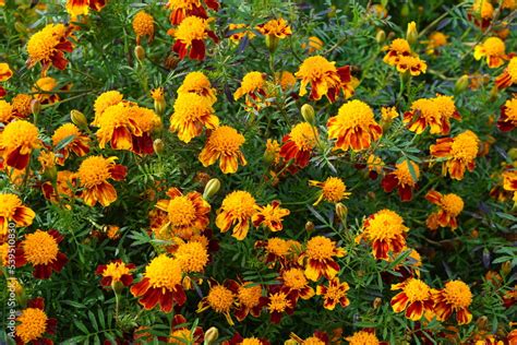 Marigold Tiger Eyes Photographed In Suffolk Uk Sony A6000 Dahlia