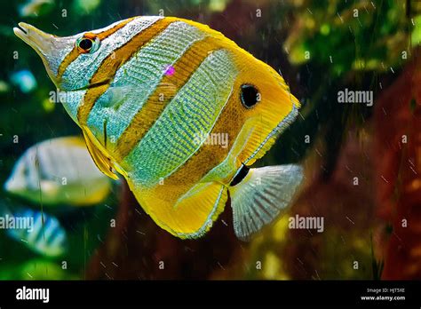 Copperband Butterfly Fish Chelmon Rostratus UK Stock Photo Alamy