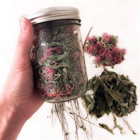 Ponderings on my Wanderings: Bee Balm Tea - DIY Growing, Harvesting