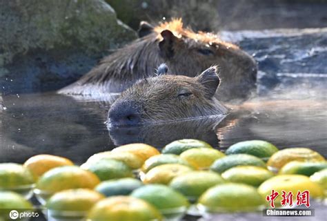 嗨到忘我！日本水豚户外泡橘子温泉浴 中国日报网