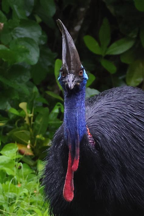 Casoar à Casque Southern Cassowary Cassowary Coast Quens Flickr