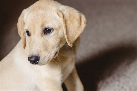 Female Yellow Lab Puppy- Placed – Puppy Steps Training