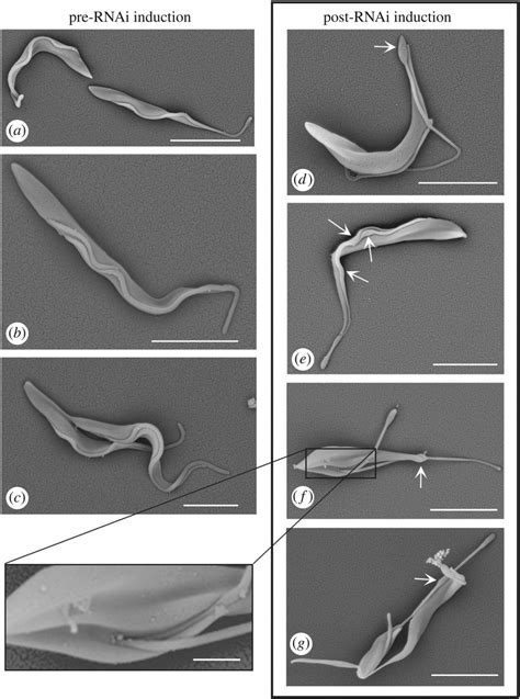 Induction Of Tbfopl Rnai Results In Flagellum Assembly And Cell