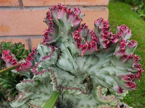 Euphorbia Lactea White Ghost Cristata World Of Succulents