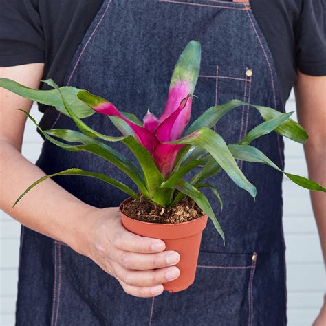 Bromeliad Care — House Plant Shop