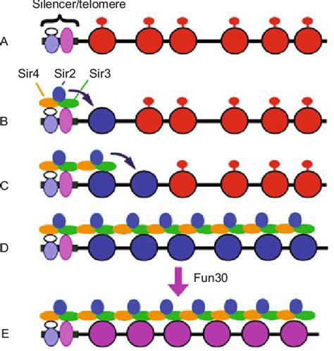 A Model For The Role Of Fun In The Formation Of Heterochromatin In S