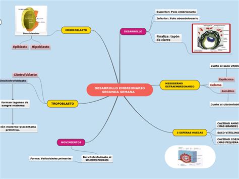 Segunda Semana De Desarrollo Mapa Mental Mindomo