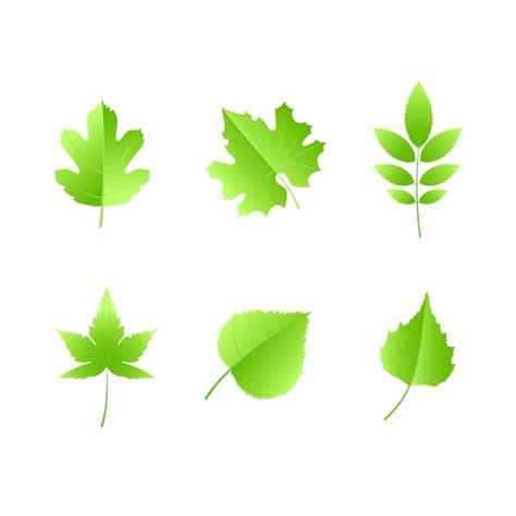 Premium Vector Green Leaf Vector Set Collection Vector Illustration