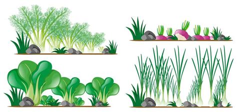 Vegetable Garden Vector Art, Icons, and Graphics for Free Download