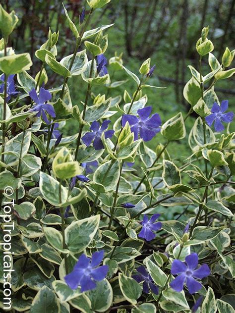 Vinca Major Bigleaf Periwinkle Large Periwinkle Greater Periwinkle