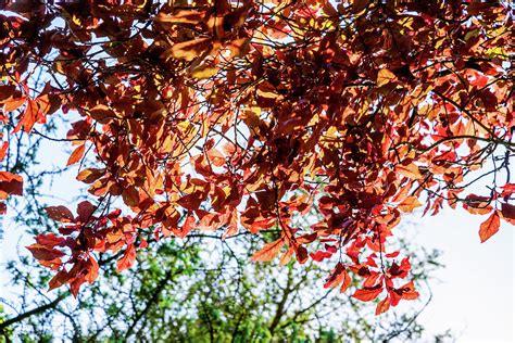 Beech tree with leaves in autumn colors Photograph by David Ridley - Pixels