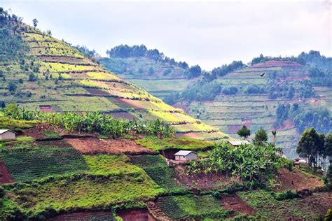 2 2 A Bitter Brew Coffee Production Deforestation Soil Erosion And