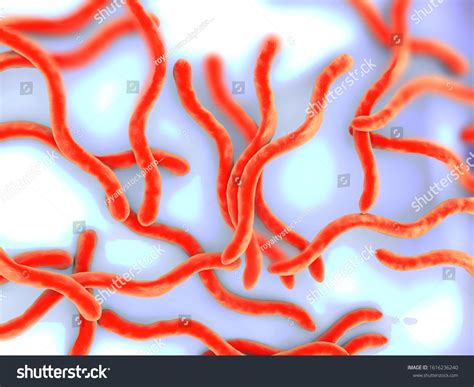 Borrelia Burgdorferi Bacteria Microscope