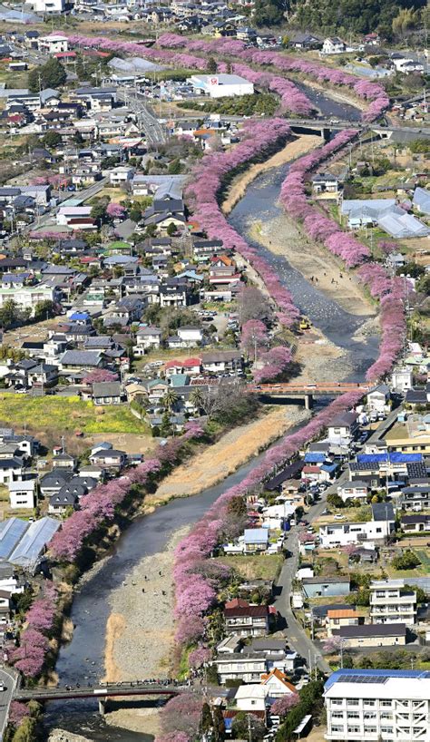 春呼ぶ「河津桜」見頃 川沿い染めるピンクの帯47news（よんななニュース）