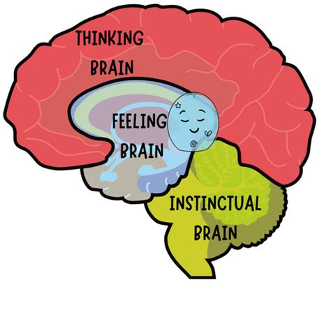 How Emotions Influence the Brain – FeelLinks