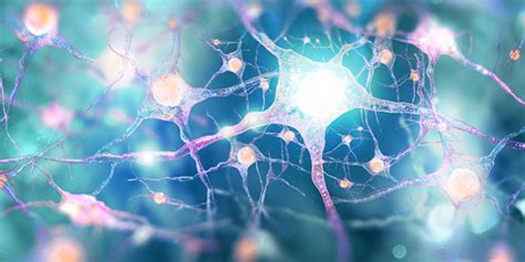 Where Are the Cannabinoid Receptors Located? And What Do They Do?