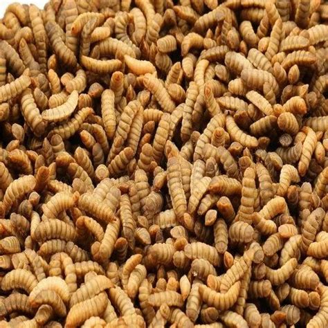 Plan For Biggest Black Soldier Fly Larvae Plant Unveiled, 50% OFF