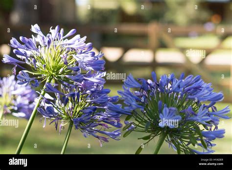 Agapanthus Flowers Blue African Lily Stock Photo Alamy