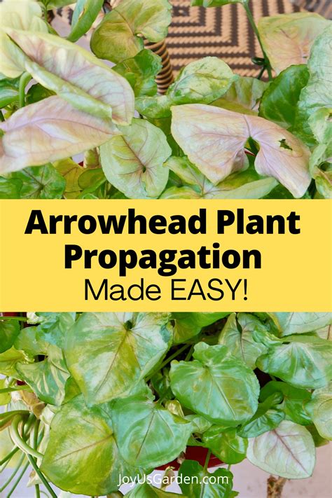 Arrowhead Plant Propagation Easy Ways To Propagate Syngonium