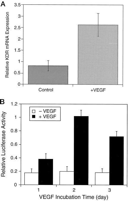 Homologous Up Regulation Of KDR Flk 1 Receptor Expression By Vascular