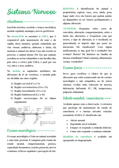 Sistema Nervoso Resumão Sistema Nervoso Anatomia Encéfalo Cérebro