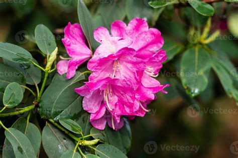 Flowering shrubs with bright pink flowers, pink rhododendron 20212923 ...