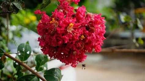 Red Rocket Crape Myrtle for Sale - Buying & Growing Guide - Trees.com