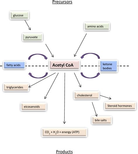 Figure 1.5 from A study of coenzyme A metabolism and function in ...