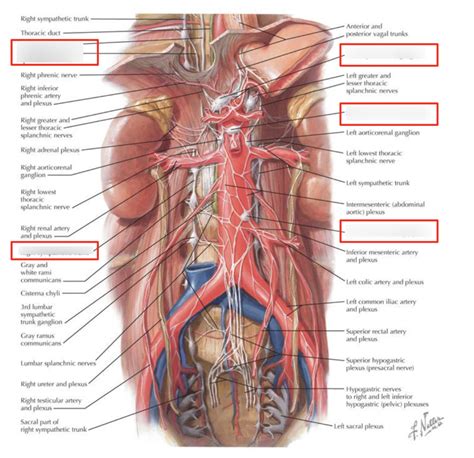 prevertebral ganglia Diagram | Quizlet