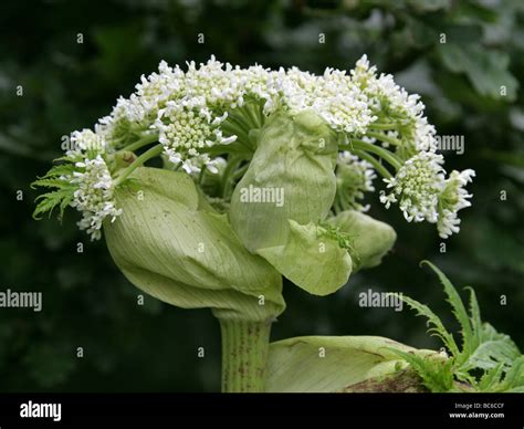 Giant Hogweed Or Giant Cow Parsley Heracleum Mantegazzianum Apiaceae