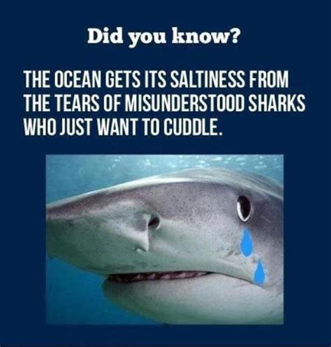 Funny Shark Quotes. QuotesGram