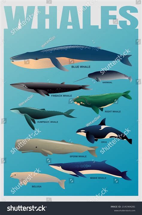 Illustration Various Types Whales One Set Stock Vector (Royalty Free ...