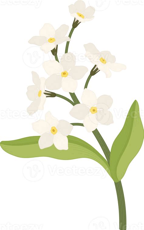 White Forget Me Not Flower Hand Drawn Illustration Png