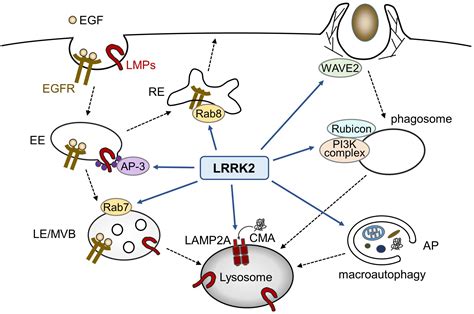 Frontiers The Emerging Functions Of LRRK2 And Rab GTPases In The