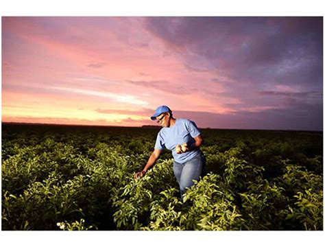 PepsiCo anuncia para 2030 prácticas agrícolas regenerativas para