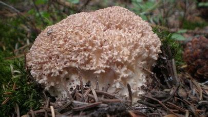 Ramaria Botrytis The Ultimate Mushroom Guide Recipes