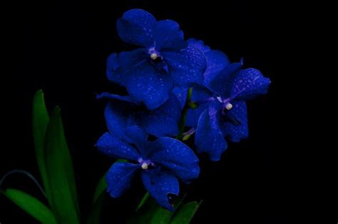 Blue Orchid Flower Symbolism | Best Flower Site