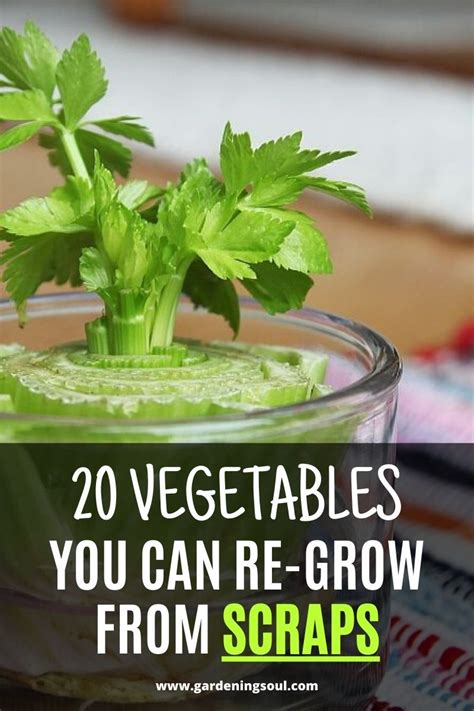 Vegetables You Can Re Grow From Scraps Regrow Vegetables