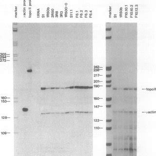 Rnase Protection Assay Of Mdr P Glycoprotein Mrna Levels In Mdr Cells