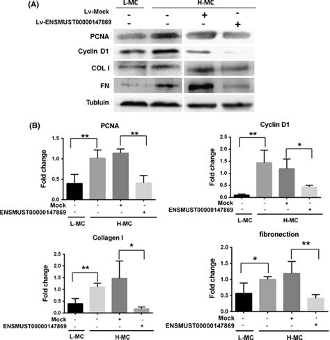 Expression Of Pcna Cyclin D Collagen I And Fibronectin As