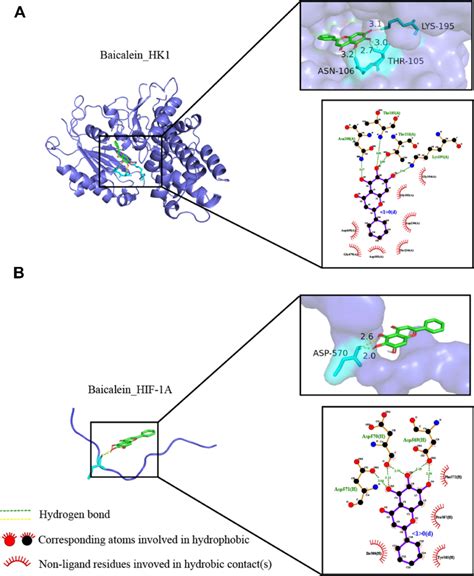 Molecular Docking Of The Baicalein With The Core Targets A Molecular