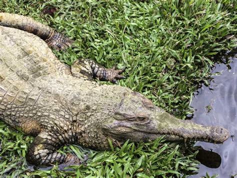 Everglades Safari Park: Airboat Tour and Park Entrance | GetYourGuide