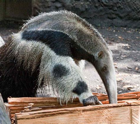 Anteater | Animal Wildlife