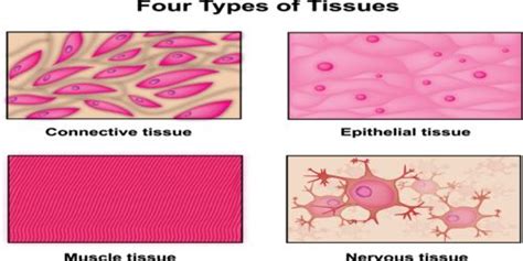 Animal Tissue Qs Study