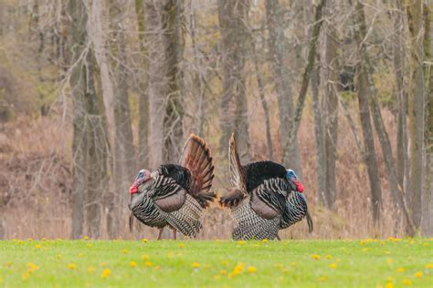 State's Turkey Harvest Shows Increase from 2018 | ClarksvilleNow.com