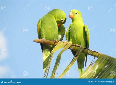 Cute Green Bird On Finger, Parrot On The Finger, Parrot Sun Conure On ...