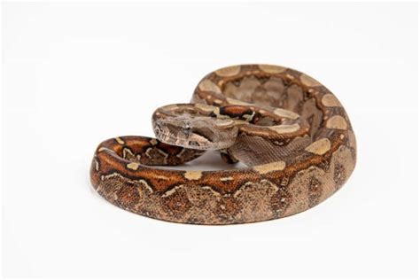 60+ Boa Constrictor On Black Stock Photos, Pictures & Royalty-Free ...