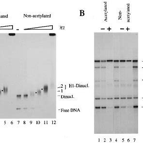 Micrococcal Nuclease Mapping Of Core Positions On Reconstituted Mono