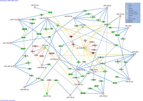 Microrna Target Gene Co Expression Network Constructed Using Ingenuity Download Scientific