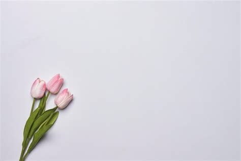 Premium Photo Fresh Tulip Flowers